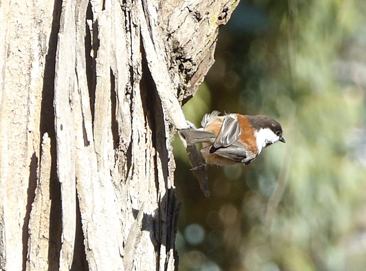 Birds – Tending the Ancient Shoreline Hill (TASH)