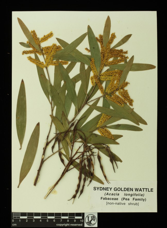 Acacia_longifolia