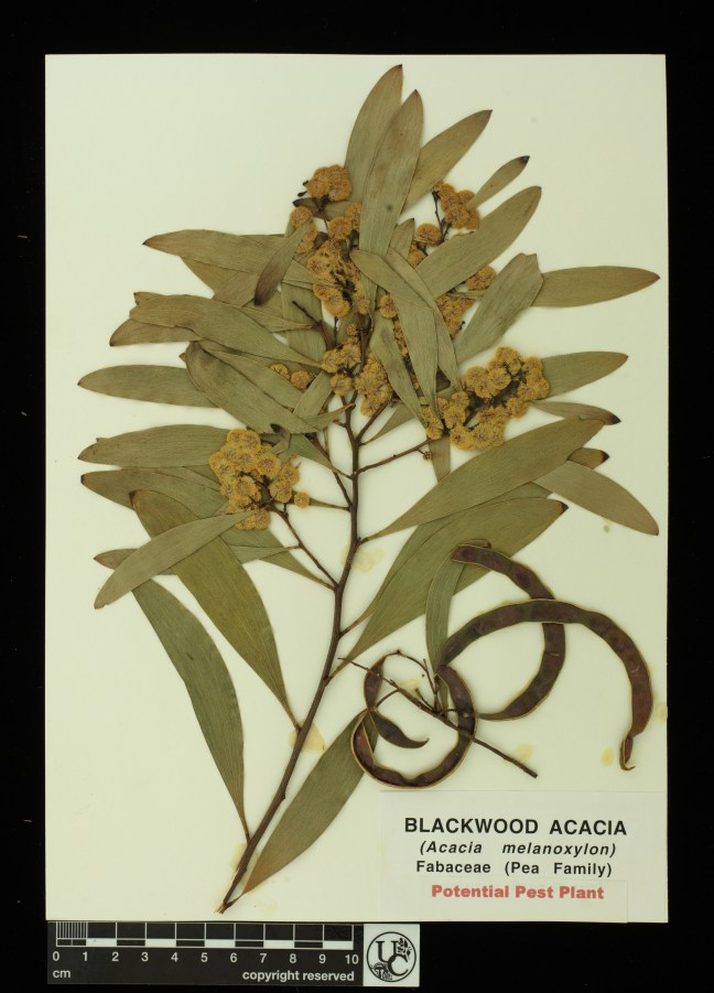 Acacia_melanoxylon