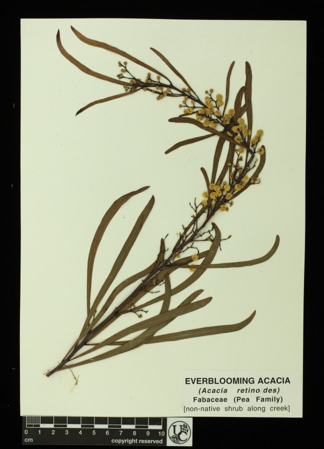 Acacia_retinodes