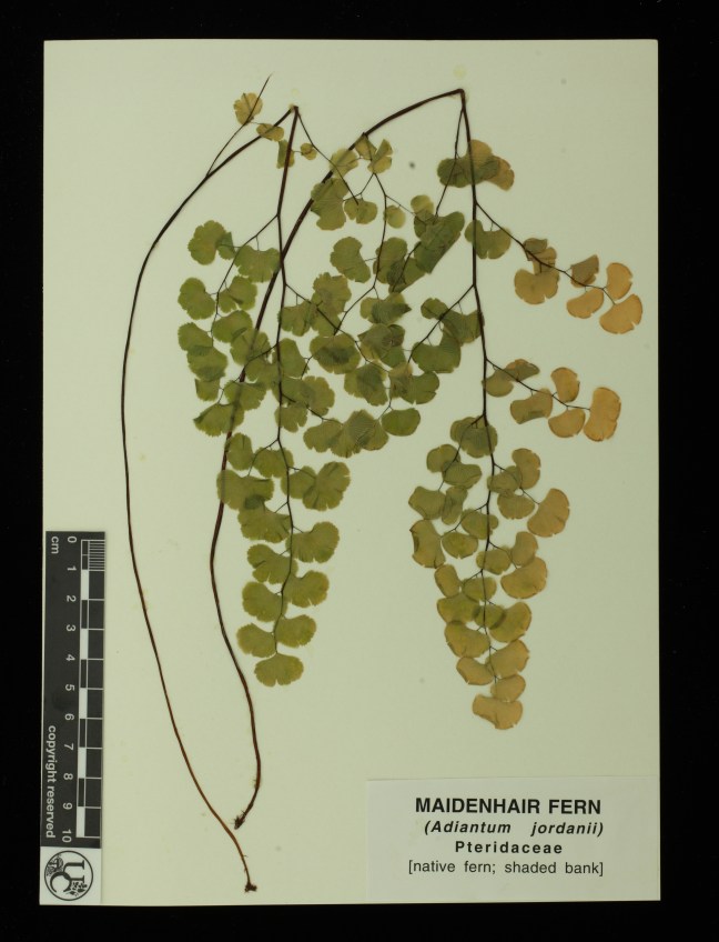Adiantum_jordanii