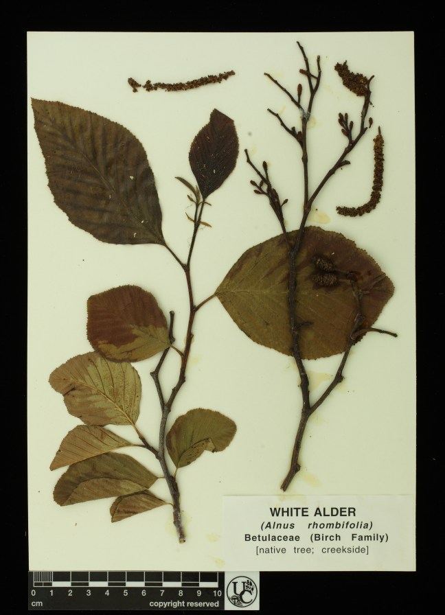 Alnus_rhombifolia