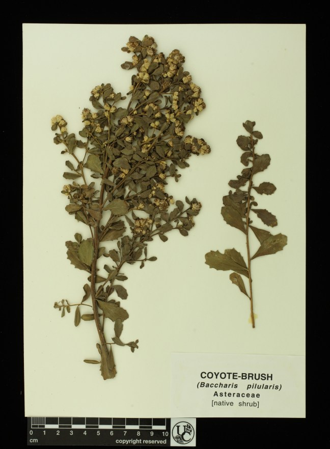 Baccharis_pilularis