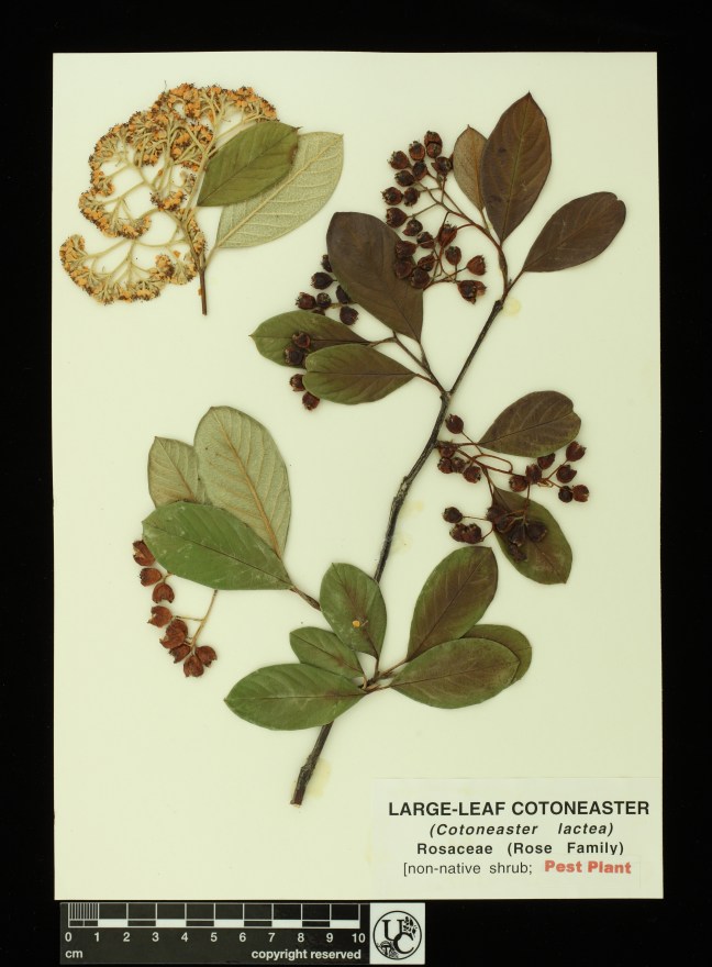 Cotoneaster_lactea