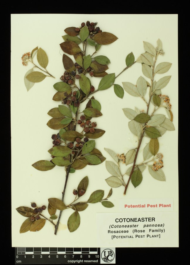 Cotoneaster_pannosa
