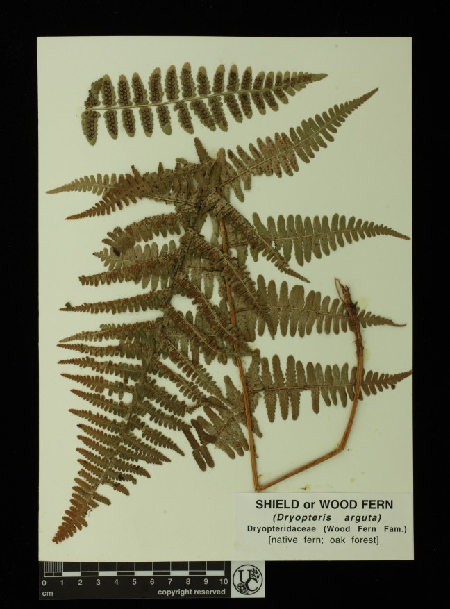 Dryopteris_arguta