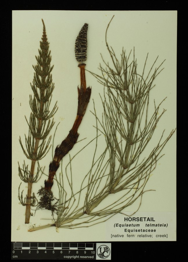 Equisetum_telmateia