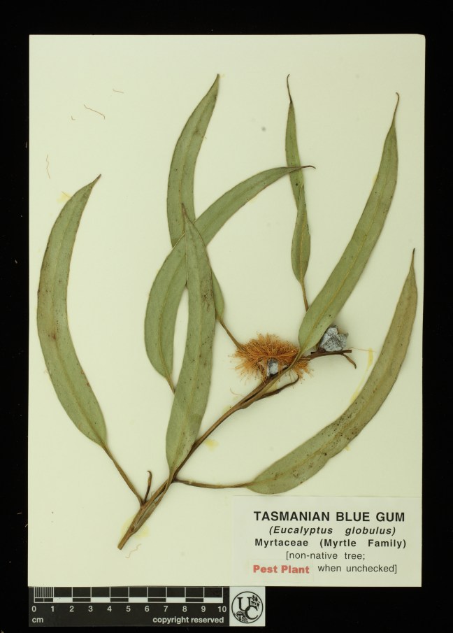 Eucalyptus_globulus