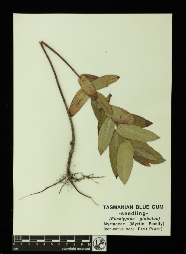 Eucalyptus_globulus_seedl