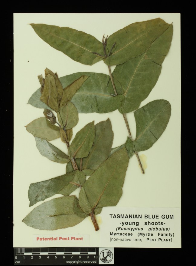Eucalyptus_globulus_young