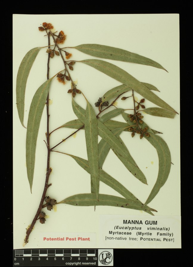 Eucalyptus_viminalis