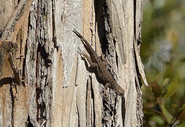 fence lizard - Version 2 (1)