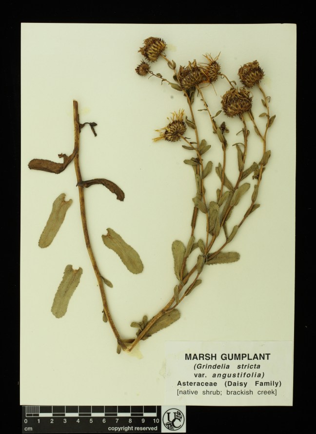 Grindelia_stricta_v_angust