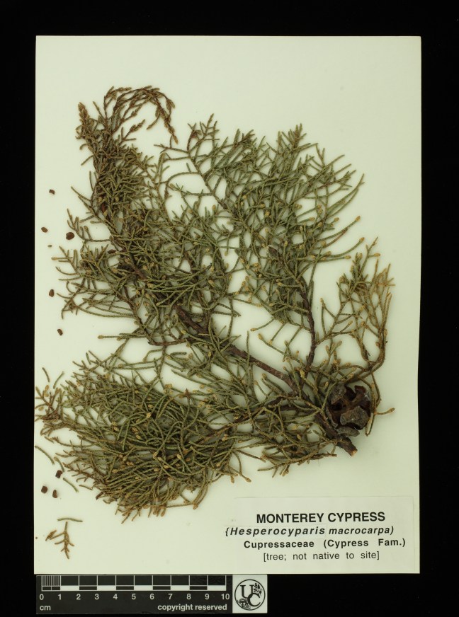 Hesperocyparis_macrocarpa