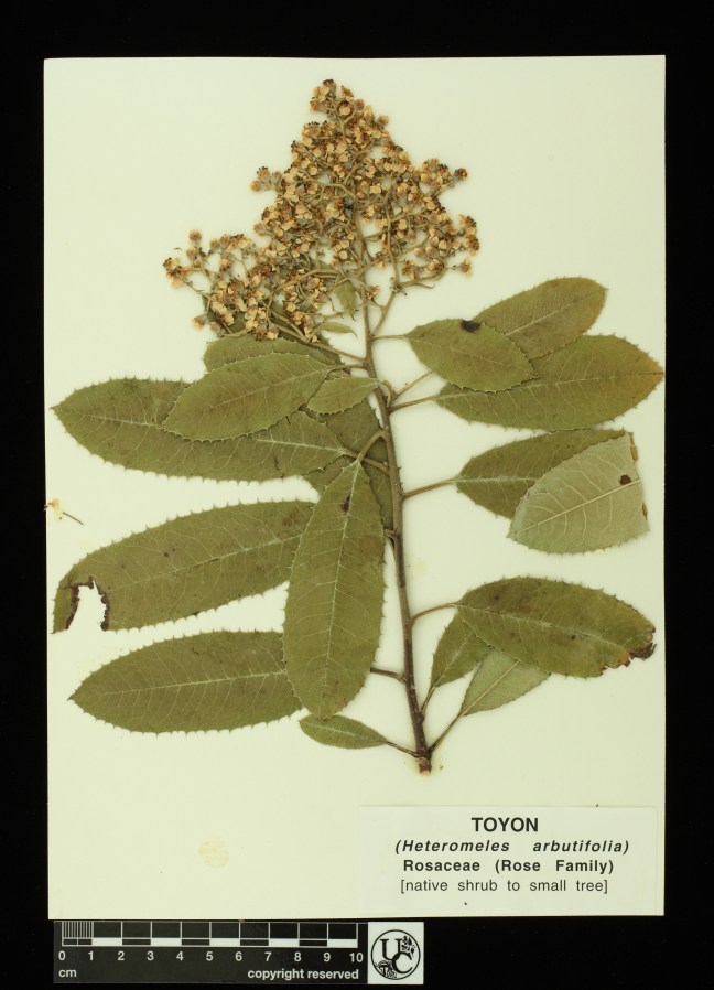 Hetermoles_arbutifolia