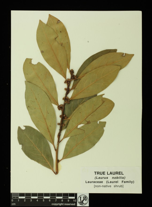 Laurus_nobilis