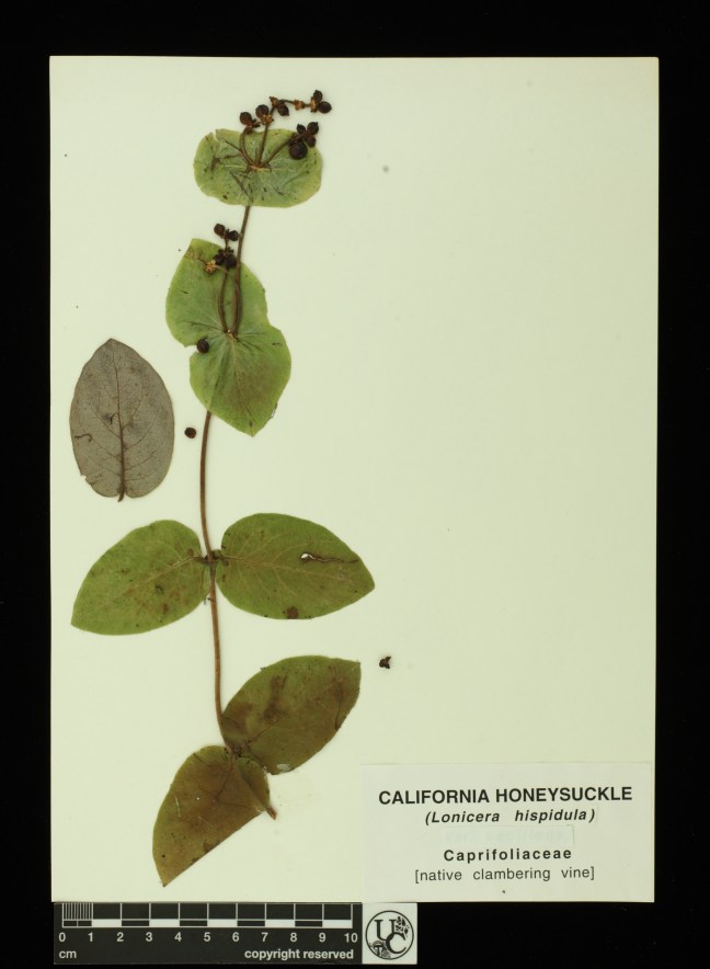 Lonicera_hispidula