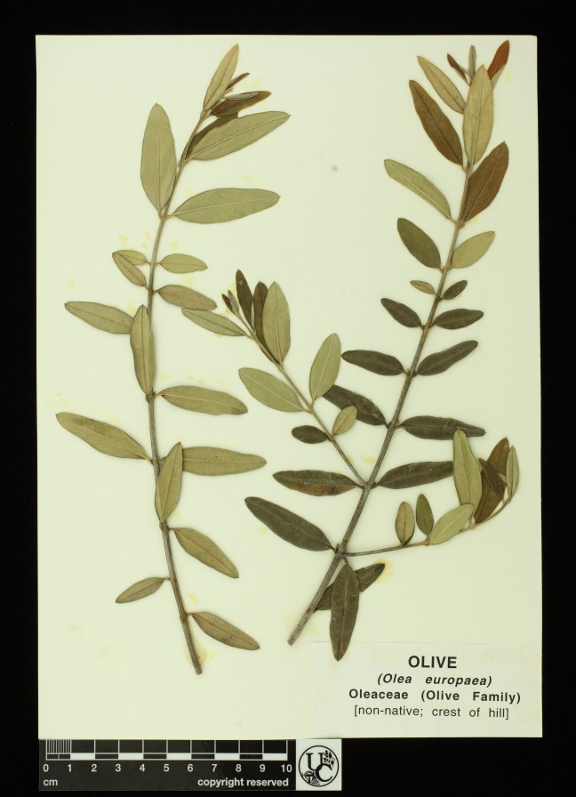 Olea_europea.JPG
