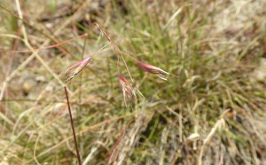 Danthonia californica seedsW side Albany Hill next to sidewalk GPS
