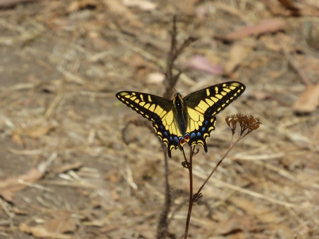 anise swallowtail butterfly on yarrowtop of Albany Hill July 2015
