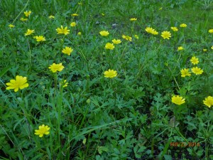 buttercupsNE side Albany Hill
