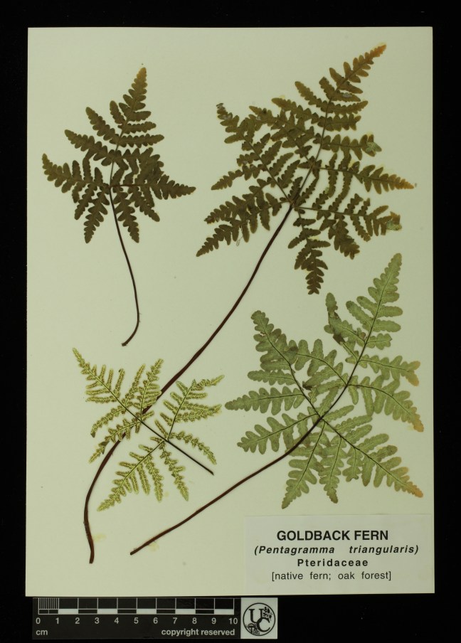 Pentagramma_triangularis