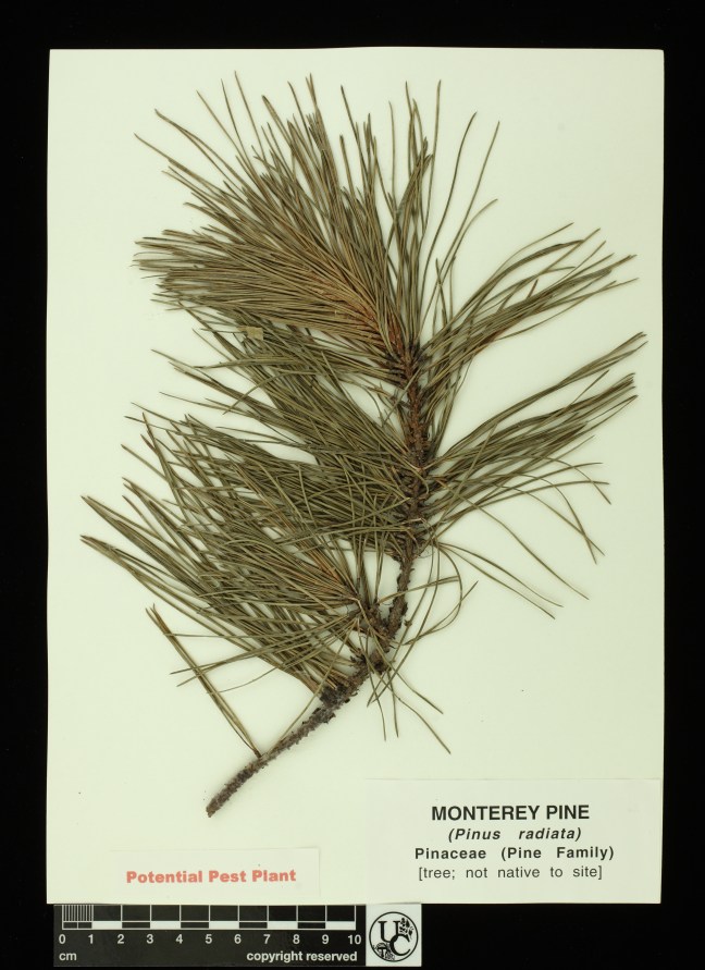 Pinus_radiata
