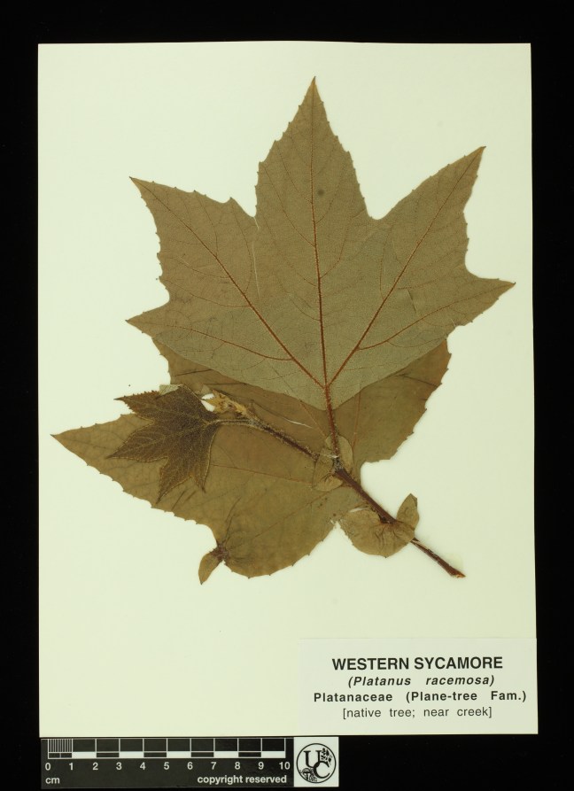 Platanus_racemosa
