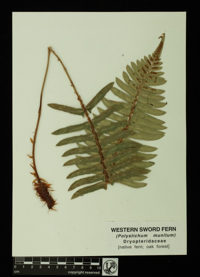 Polystichum_munitum