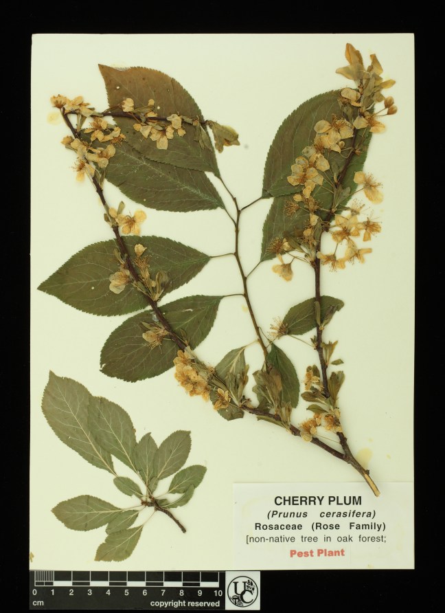 Prunus_cerasifera