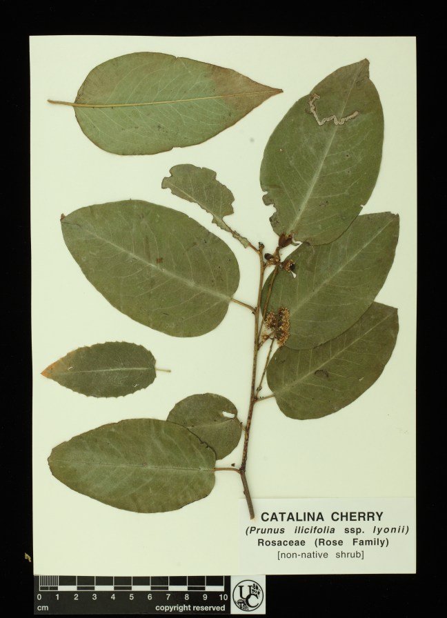 Prunus_ilicifolia_ssp_lyonii