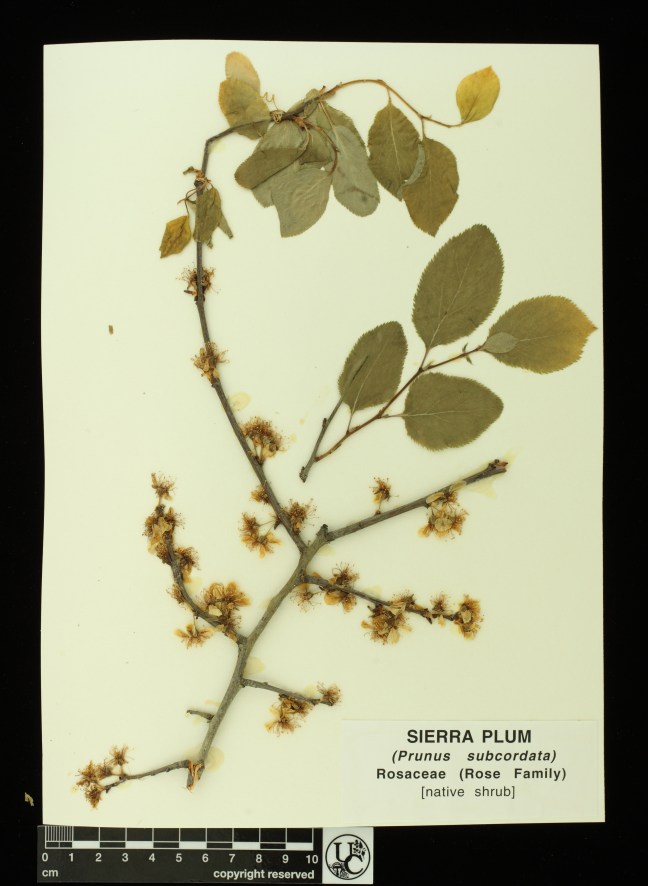 Prunus_subcordata