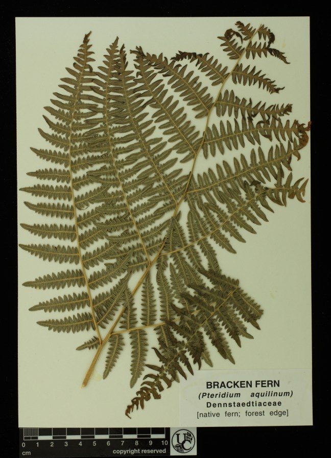 Pteridium_aquilinum