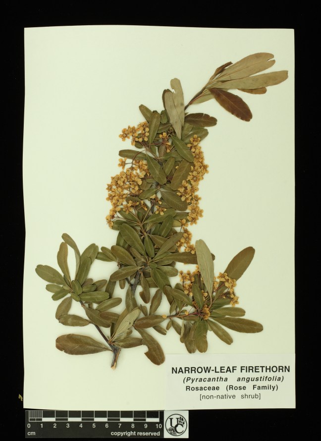 Pyracantha_angustifolia