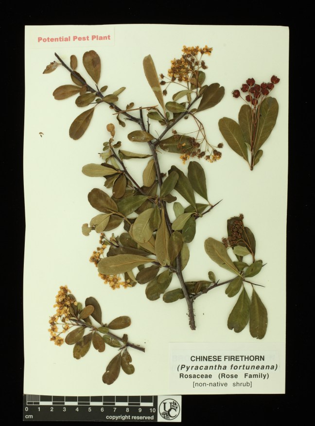 Pyracantha_fortuneana