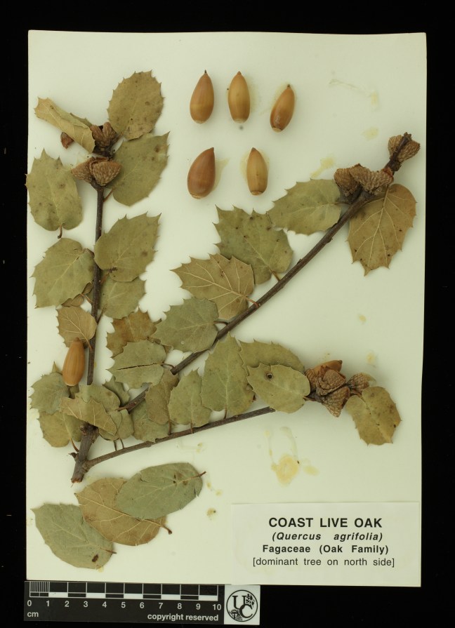 Quercus_agrifolia