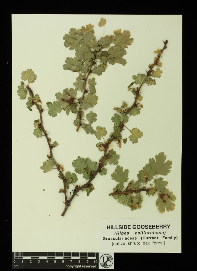 Ribes_californicum
