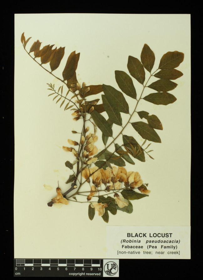 Robnia_pseudoacacia