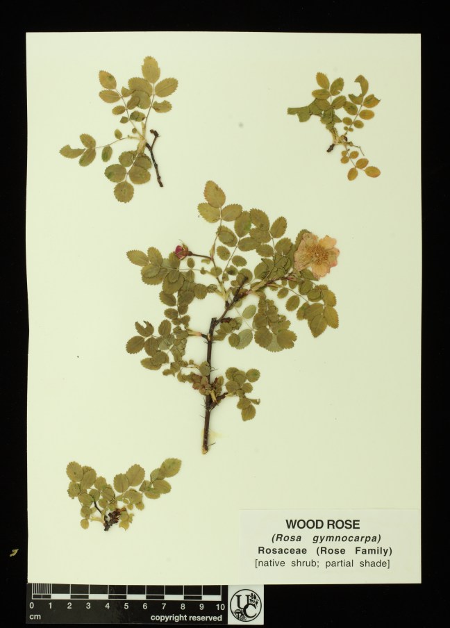 Rosa_gymnocarpa