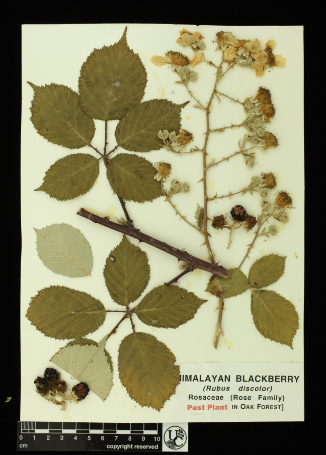 Rubus_discolor