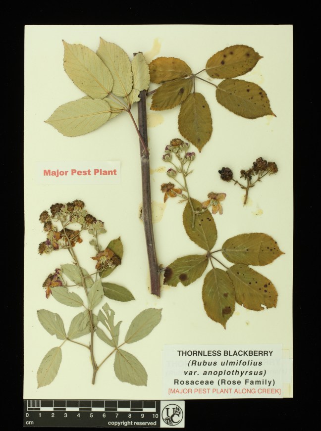 Rubus_ulmifolius_v_anoploth