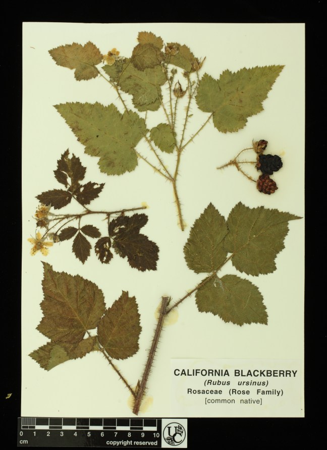 Rubus_ursinus