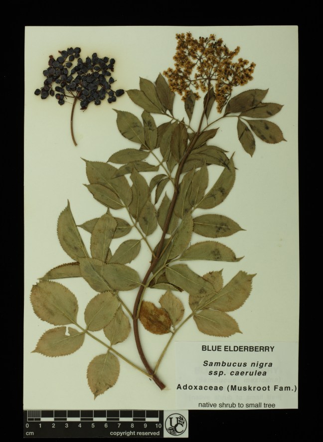 Sambucus_nigra_ssp_caerulea