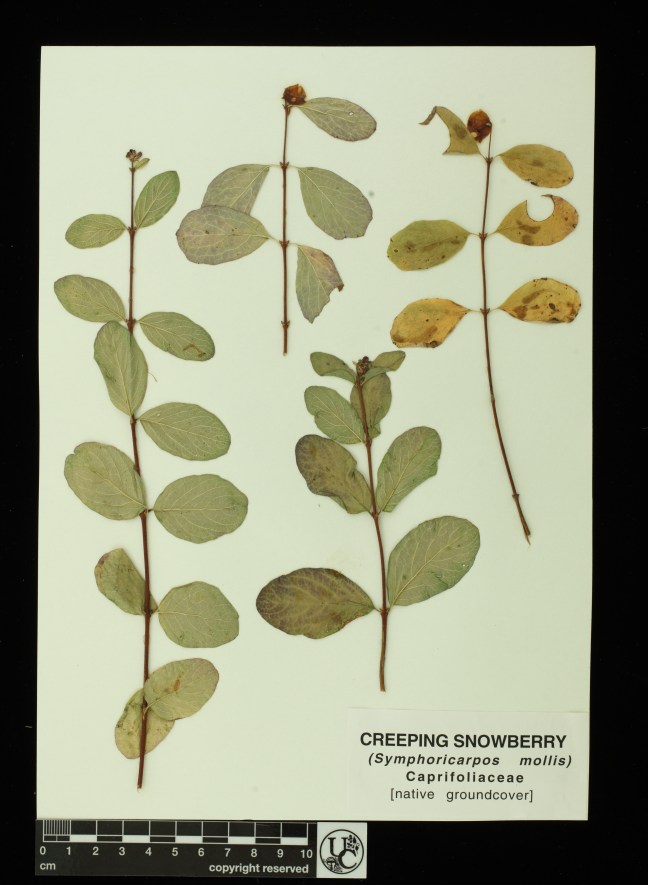 Symphoricarpos_mollis