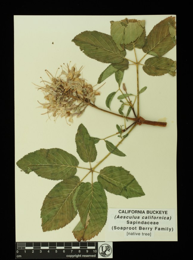 Aesculus_californica2