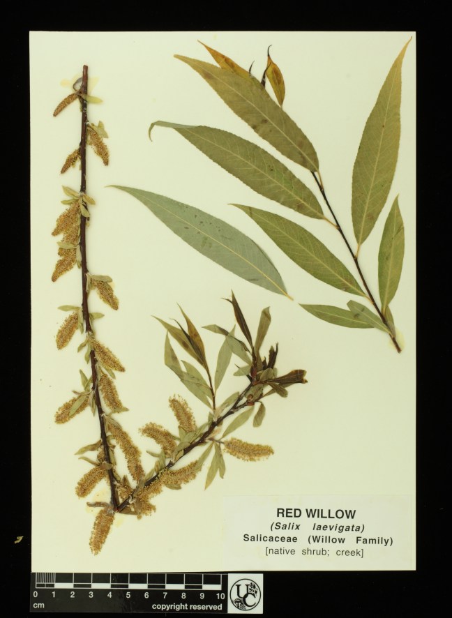 Salix_laevigata