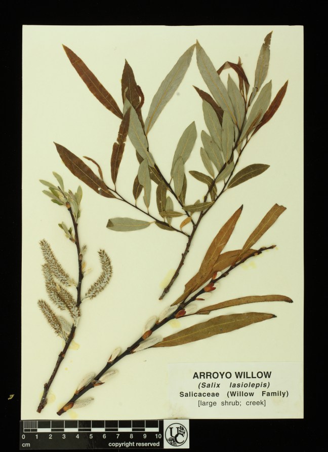 Salix_lasiolepis