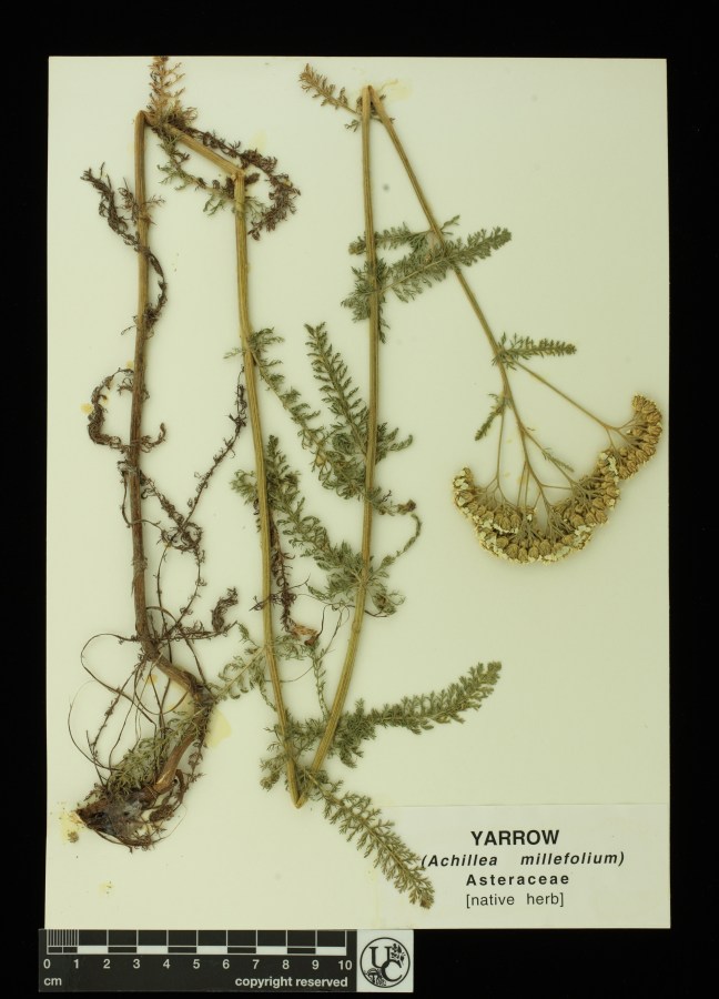 Achillea_millefolium