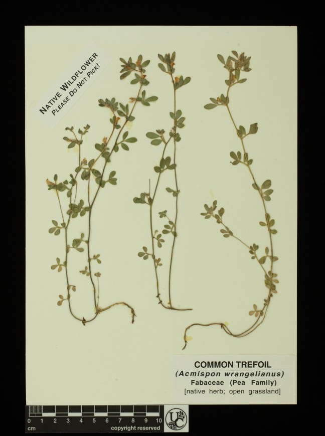Acmispon_wrangelianus