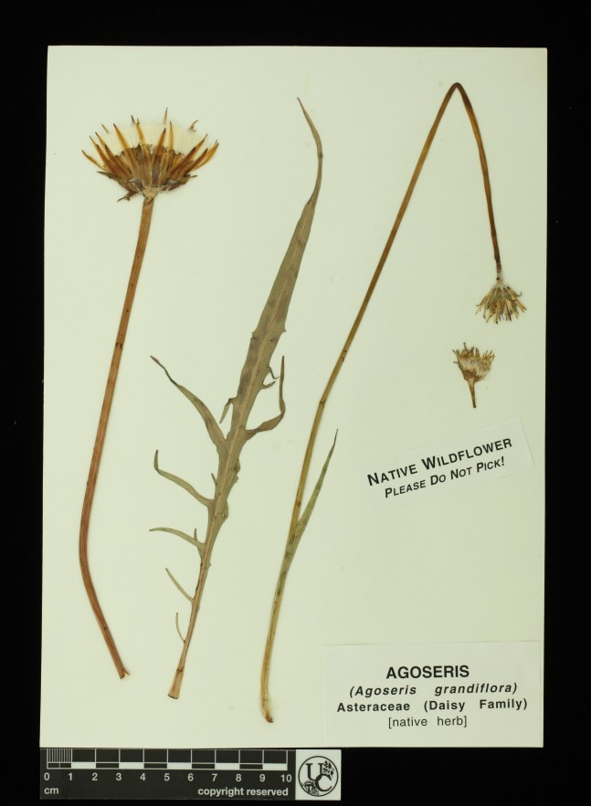 Agoseris_grandiflora